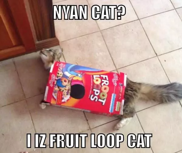 Fruit Loop Cat