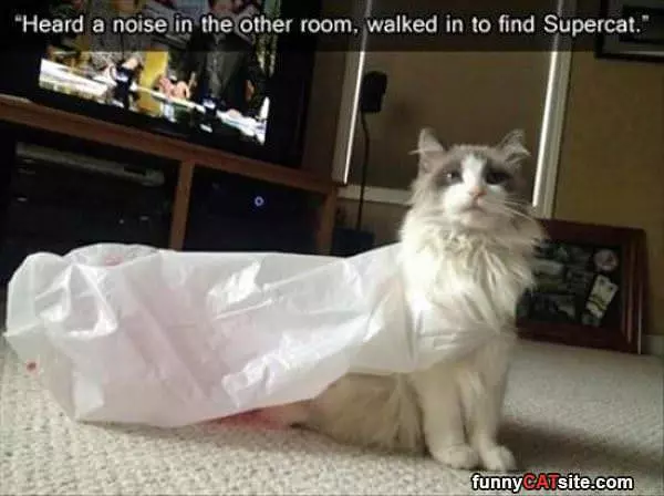 And Here Is Super Cat