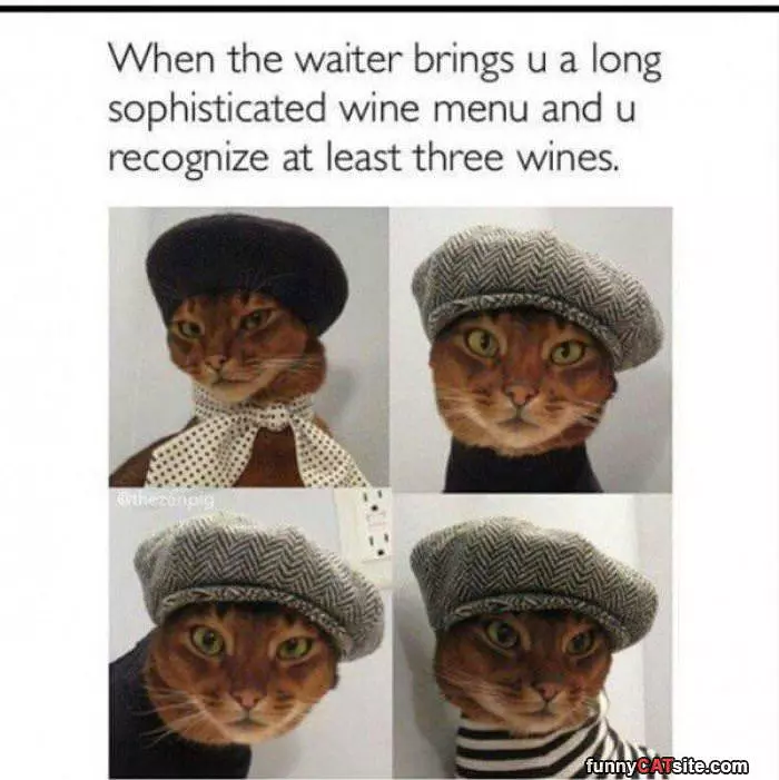 Such A Hipster Cat