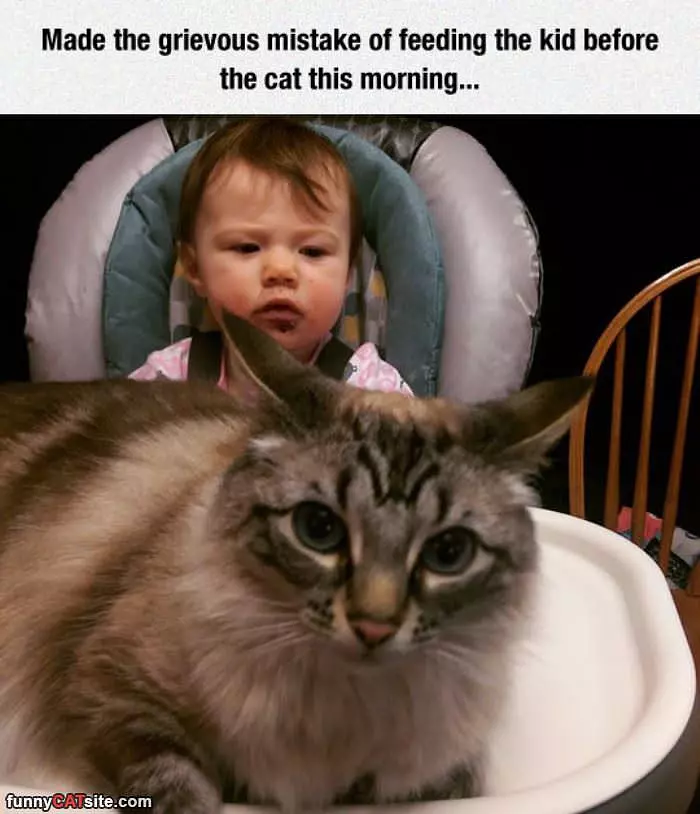 Feeding Kid Before Cat