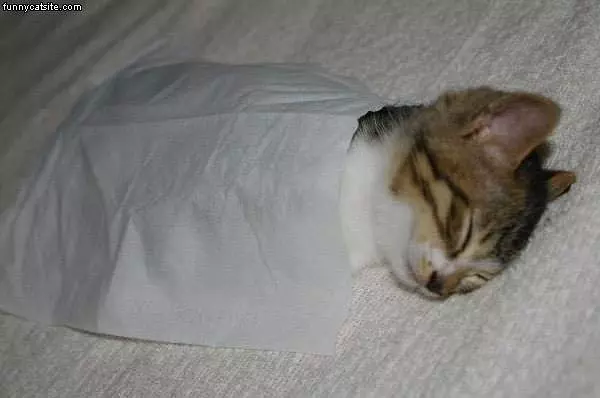 Kitten In Tissue