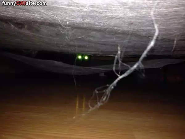 Spooky Hiding Cat