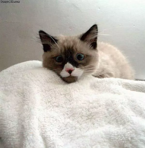 Cute Cat On Towel
