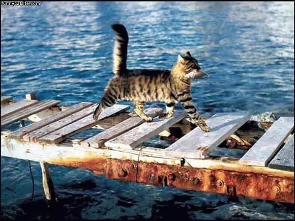 Cat With Fish On Dock