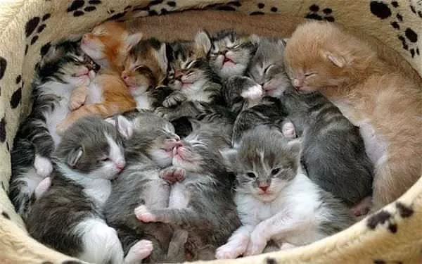 Basket Of Kittens