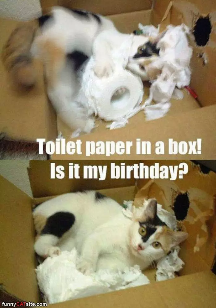 Toilet Paper In A Box