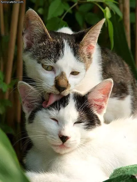 Cats Licking