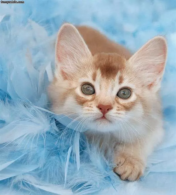Kitten In Blue Feathers