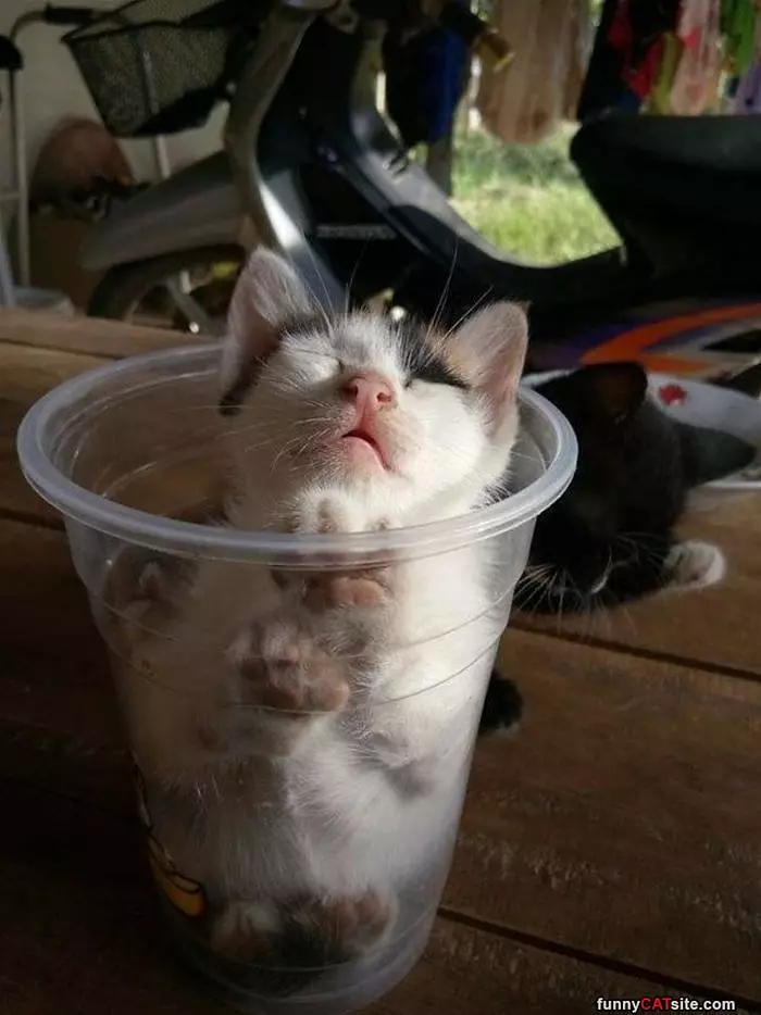 In Teh Cup