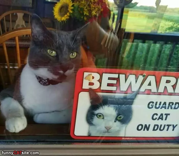 Guard Cat On Duty