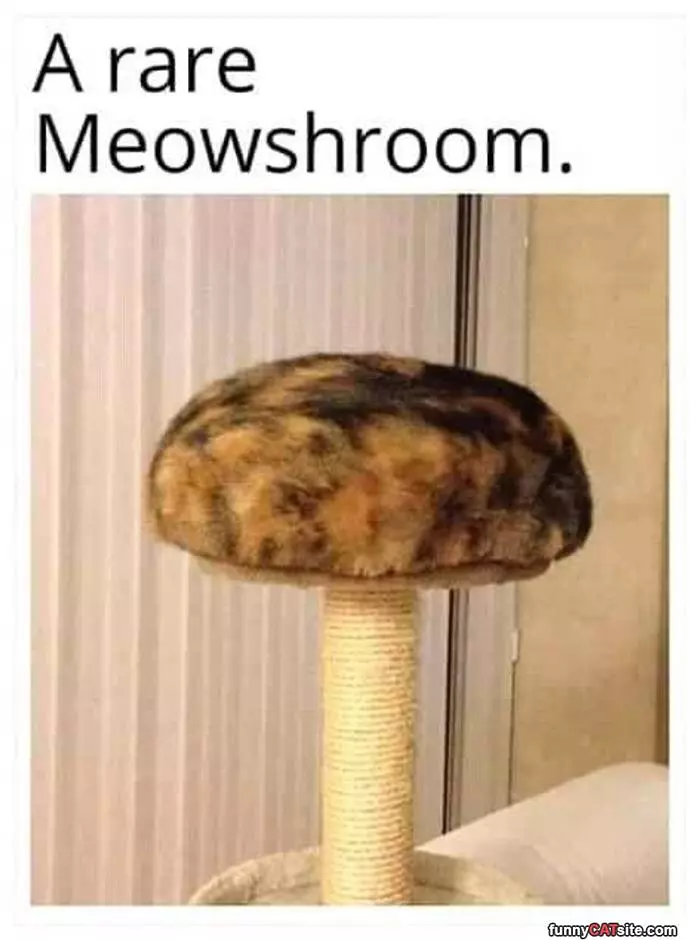 Meowshroom