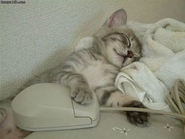 Sleeping With A Mouse