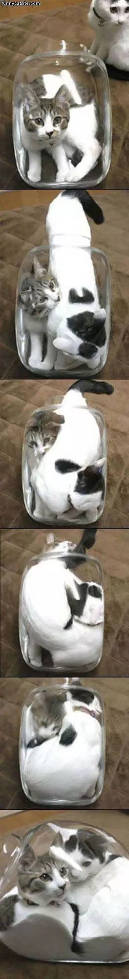 Jar Cats