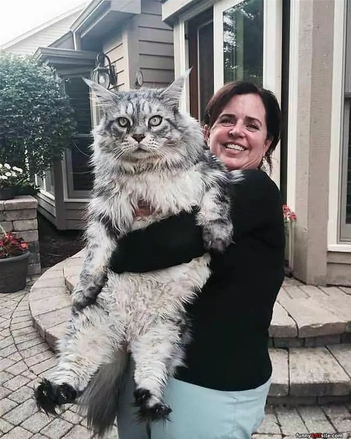 One Huge Cat