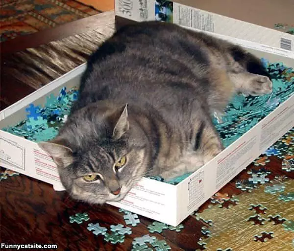 Puzzle Cat