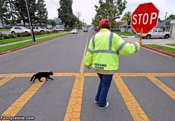 Stop For The Cat Please