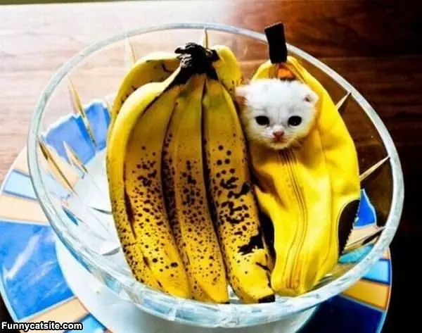 I Are A Banana