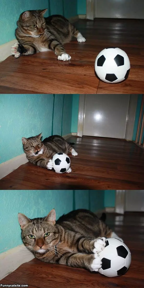 Soccer Cat