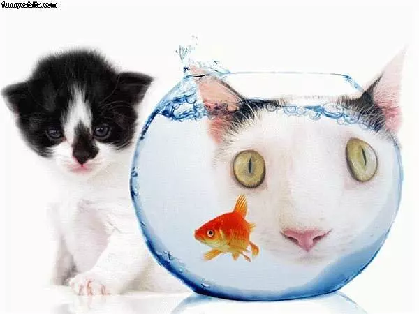Fishbowl Cat