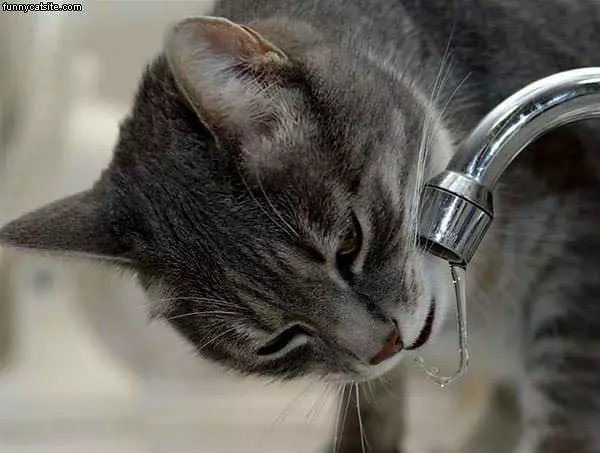 Sipping From Faucet