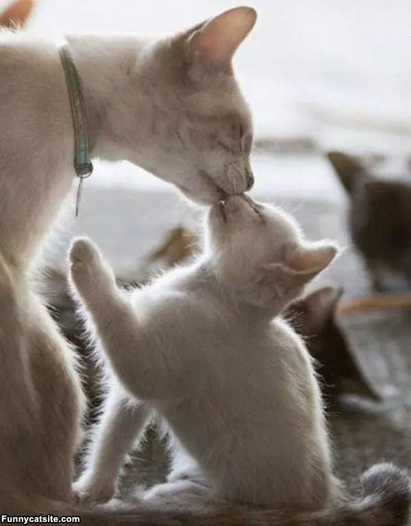 Little Kitten Kiss