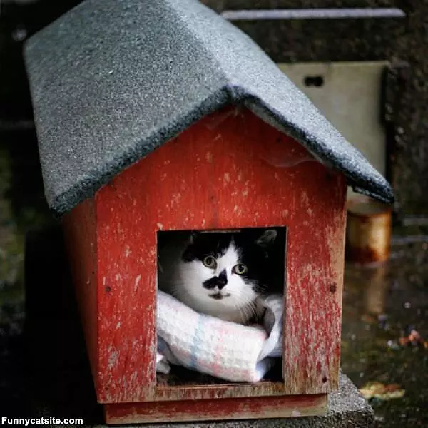 The Cat House