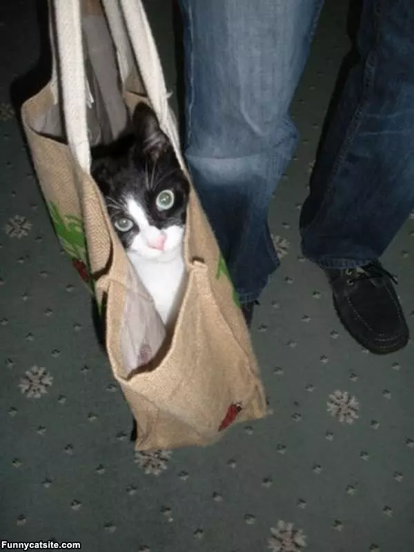One Bag Of Cat Please