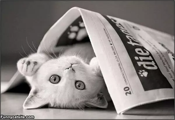 Newspaper Kitten