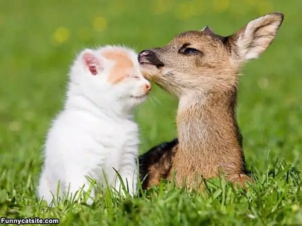 Deer And Kitty Rub
