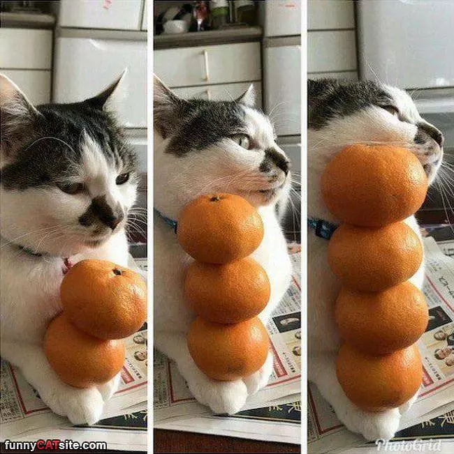Stackign Up Oranges
