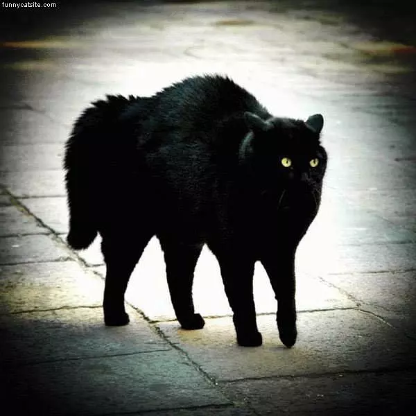 Big Black Cat