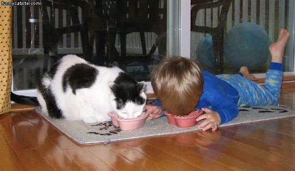 Cat Feeding Time