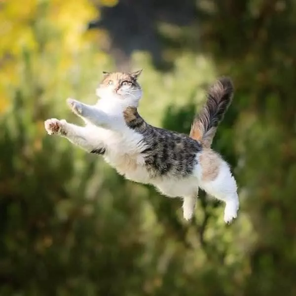 Amazing Majestic Kitty Jump