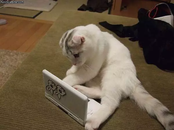 White Cat Plays Ds