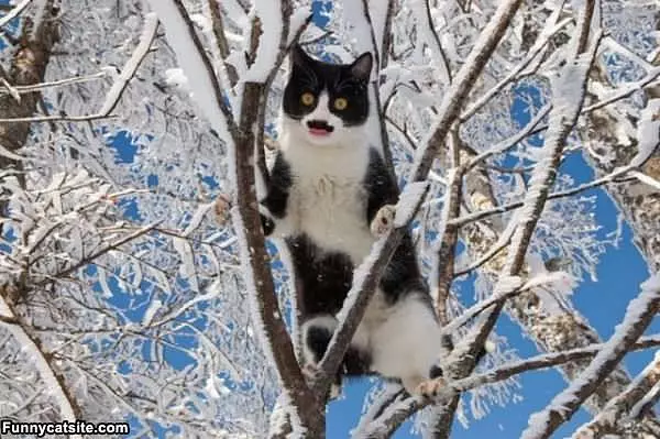 Snow Tree Cat