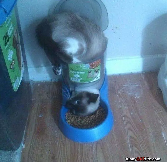 Getting Into The Cat Food