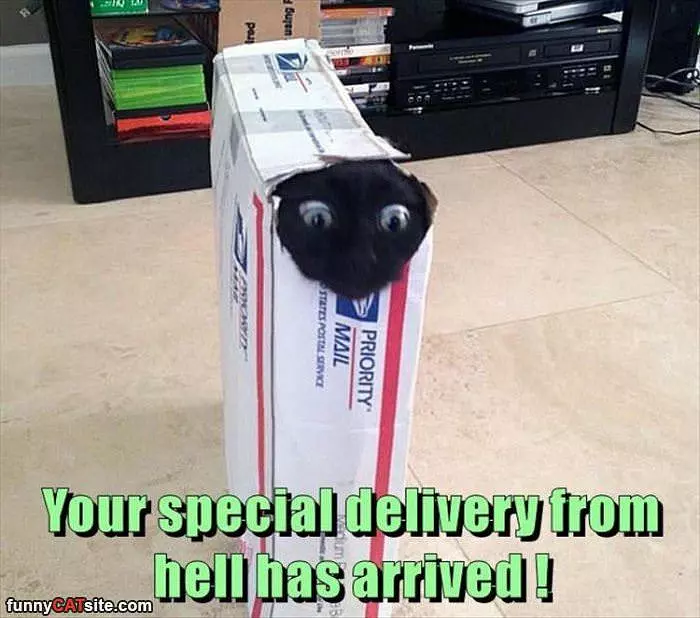 Your Special Delivery