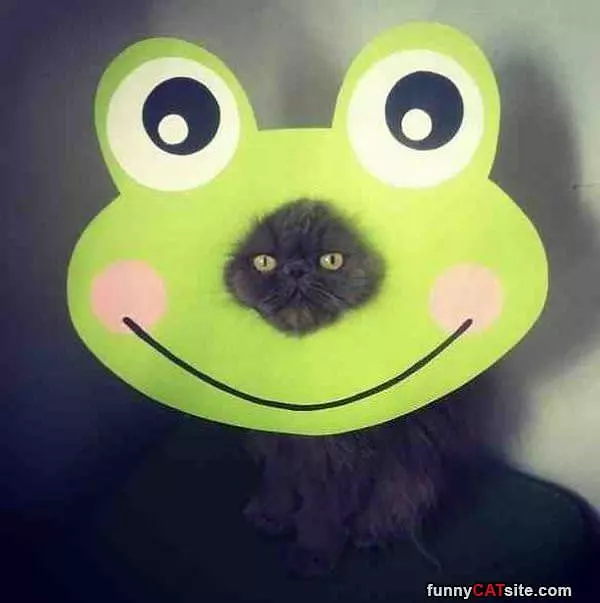 I Am A Frog Lol