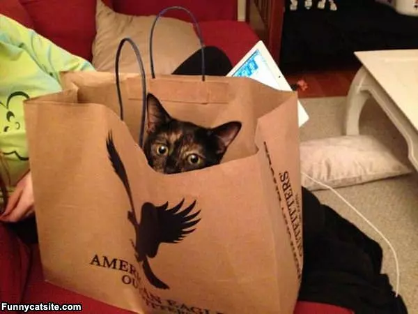 A Bag Of Cat