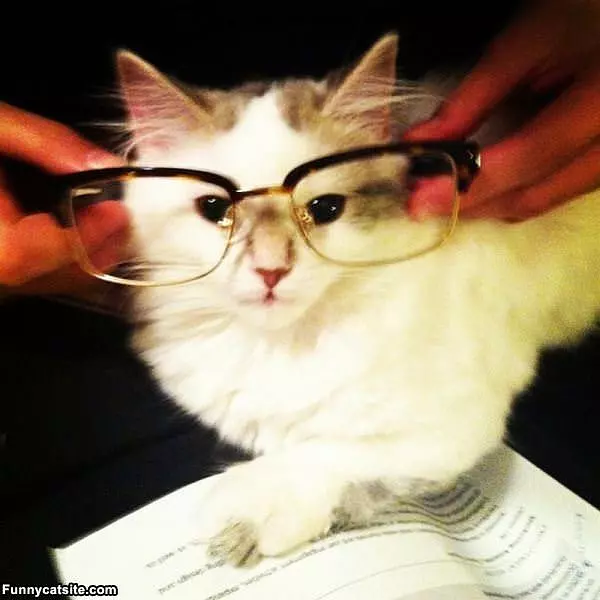 Smart Looking Cat