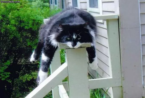 Cat On Railing