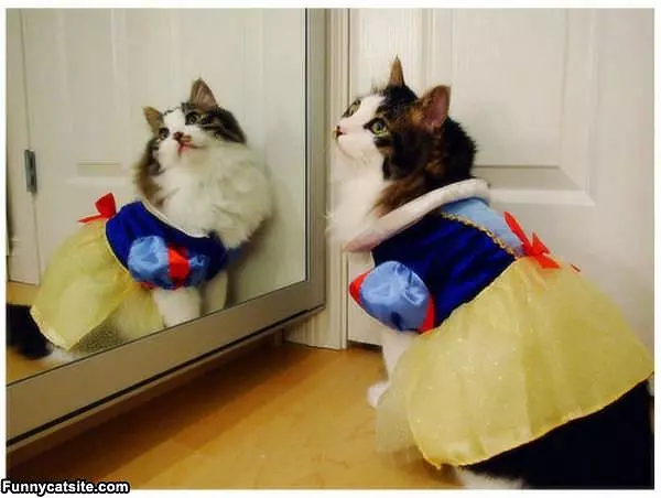 I Am The Princess Cat