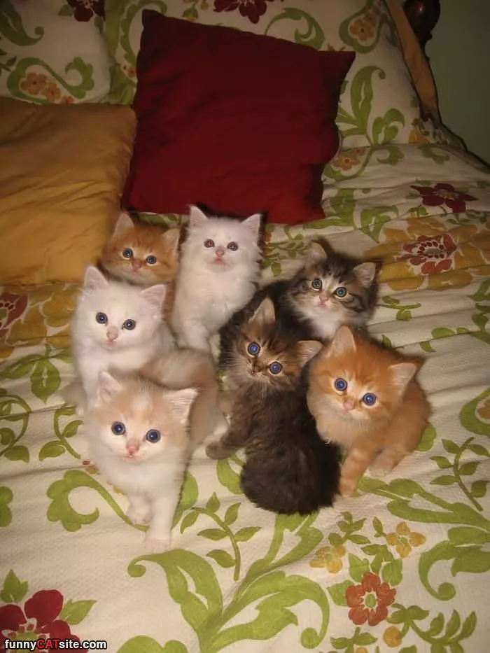 The Kitten Gang