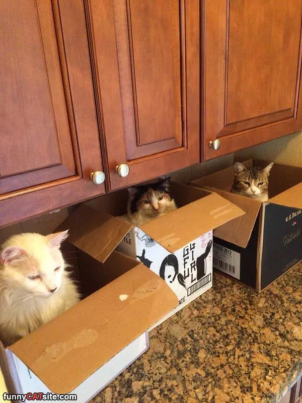 Boxes Full Of Them