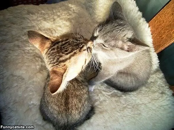 Kitten Kiss