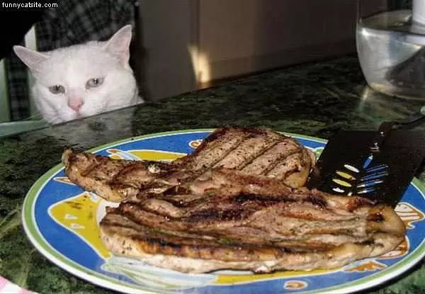 White Cat Eyes Dinner