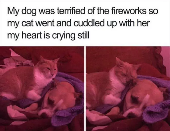 Terrified Of Fireworks