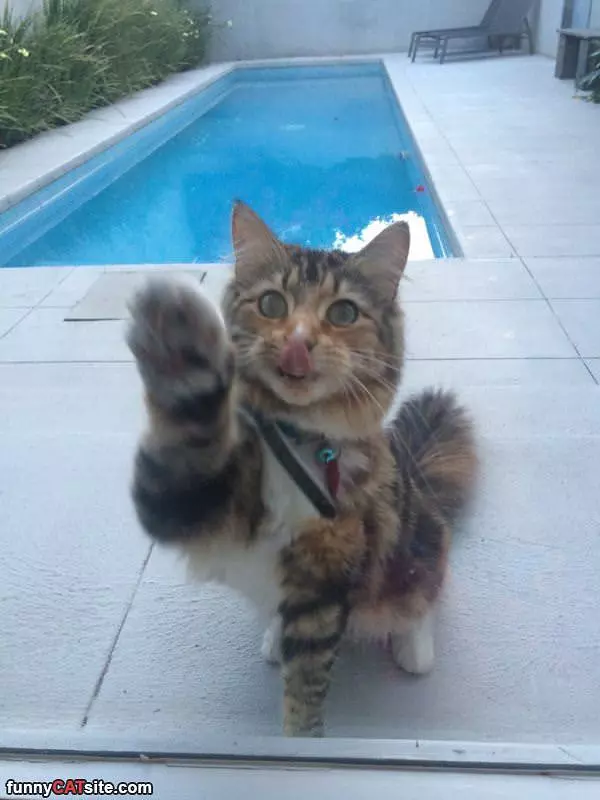 Can I Has High 5