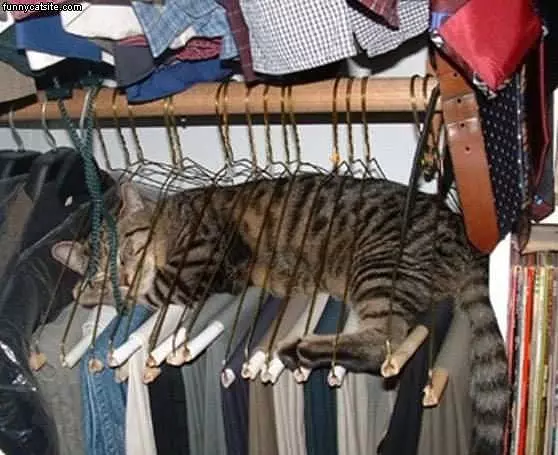 Hangers Cat