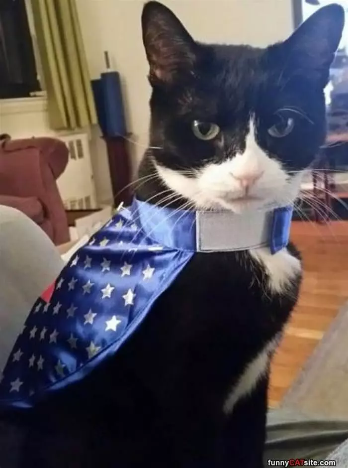 Cat America